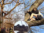 Indiana boy, 17, rescued after getting stuck in a tree while attempting to save cat