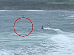 Maroubra shark attack: Surfer attacked at one of Sydney’s most popular beaches