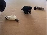 Sprung! Adorable moment a playful pup is caught cuddling a cat South Australia Bordertown