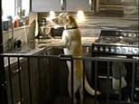 The tap-using dog who cost his owner £4,000 by flooding the kitchen