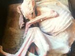 Cruel couple are jailed for 12 weeks for starving their lurcher pup Tiggy to brink of death