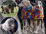 Crufts hopefuls don stylish prints headscarves, and rainbow onesies as event continues in Birmingham