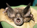 Critically endangered bat not seen in 40 YEARS and feared extinct is discovered in Rwanda