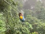 Boy crashes into a sloth on a zipline in Costa Rican forest [VIDEO]