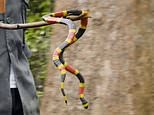 Orangutan conservationists in Indonesia teach apes that snakes are dangerous [VIDEO]