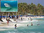 Italian tourist killed in horror shark attack in Caribbean after being bitten in leg by 8ft beast