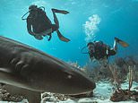 Kate and Prince William go swimming with SHARKS as they enjoy deep sea diving at Belize Barrier Reef