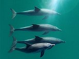 Dolphins whistle to each other as part of male bonding ritual
