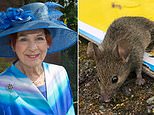Glue traps for rats: Baroness Fookes tells ministers to act fast to ban ‘torture’