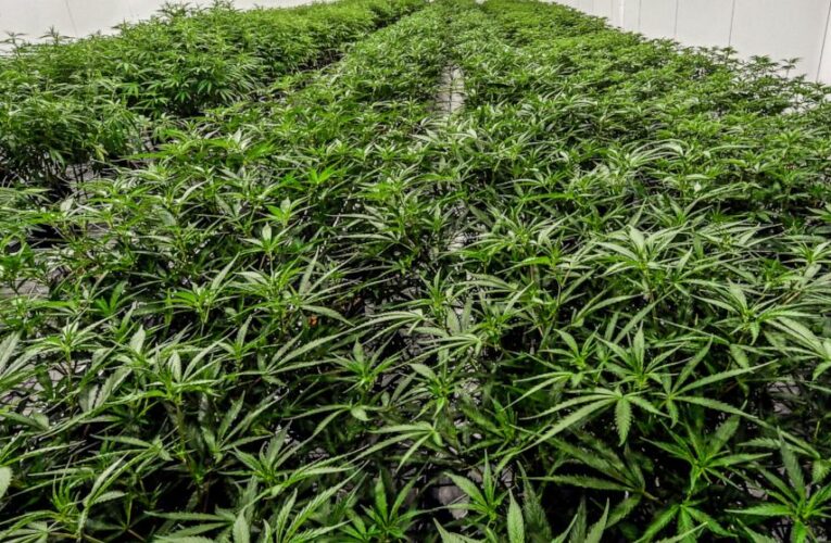 1st NY pot sales permits will go to people with convictions