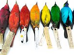 Birds are more colourful near the equator, new study proves