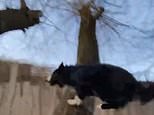 Ninja the collie leaps from tree to tree before running across a roof [Video]