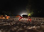 The great crab migration of Cuba is under way