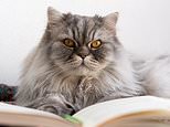 Cats know name of their owner and can recognise monikers of their feline friends, research shows 