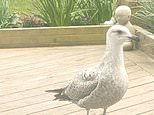 Cedric the seagull’s reign of terror over Isle of Wight family