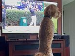 Pablo the Labradoodle tries to fetch golfer’s ball as it watches the Masters on TV [Video]