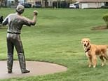 Daisy the retriever is baffled when statue of dogwalker won’t play ‘fetch’ with her [Video]