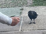 A ‘cigarette-addicted’ crow is feared dead in East Sussex after six months without a sighting