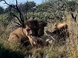 Moment lion pounces on sleeping rival and gets a ferocious reaction [Video]