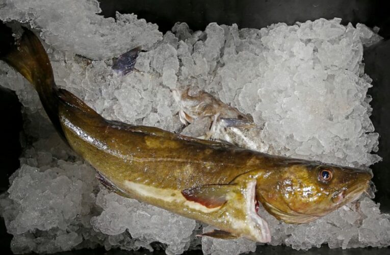 Putin’s Pollock: US seafood imports fuel Russian war machine