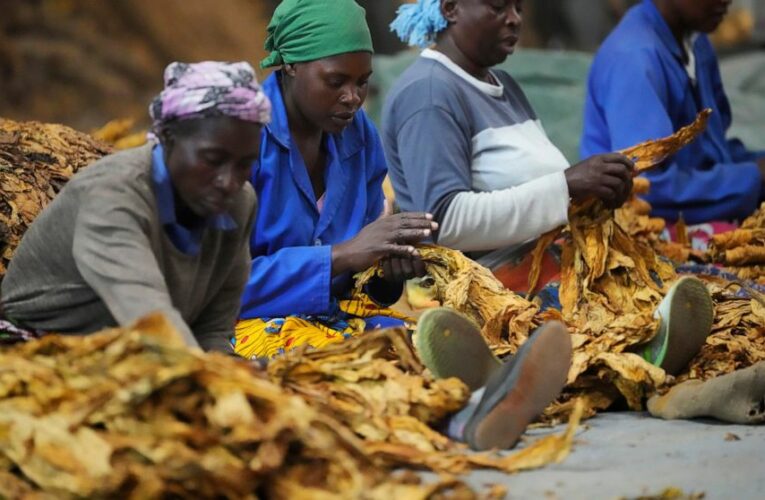 Zimbabwe’s tobacco rebounds amid worries over health, labor
