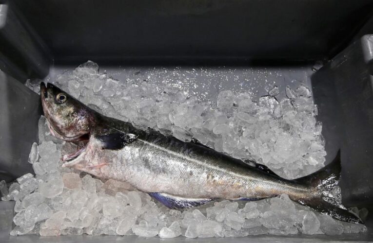 Putin’s Pollock: US seafood imports fuel Russian war machine