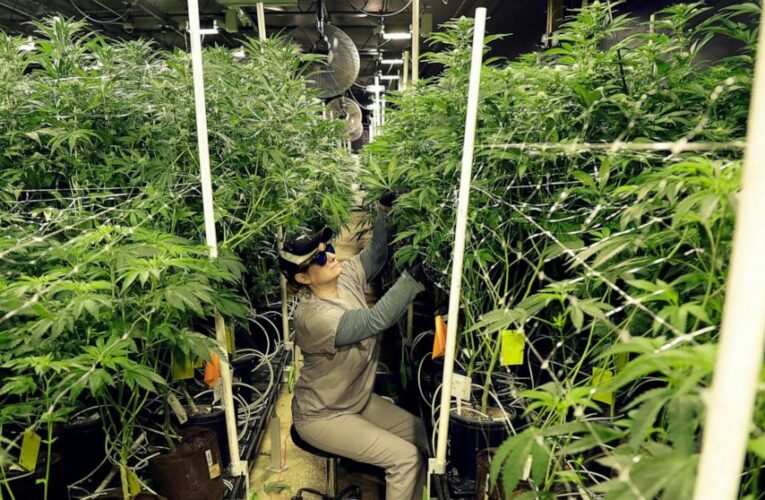 New Jersey to start recreational marijuana sales April 21