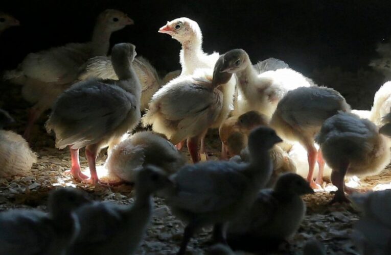 Bird flu’s grisly question: how to kill millions of poultry