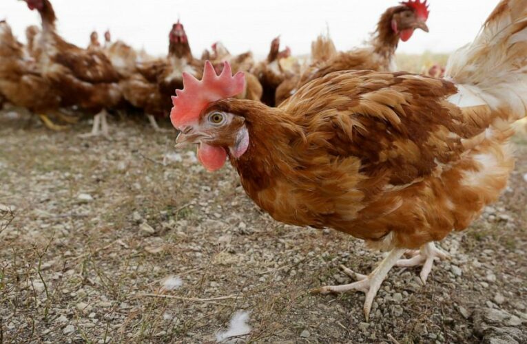 Bird flu drives free-range hens indoors to protect poultry