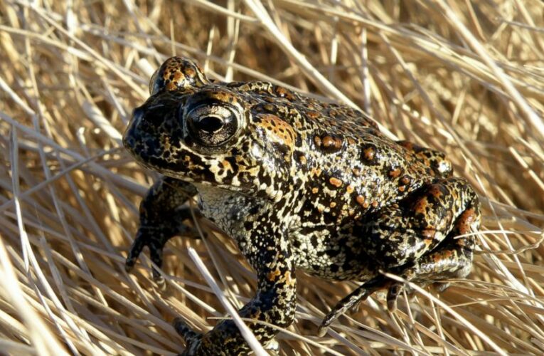 Nevada toad declared endangered at site of geothermal plant