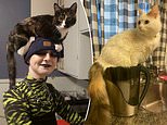 Owners share hilarious snaps of their cats sitting in the strangest places