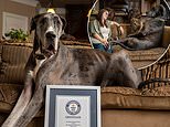 3 ft 5.18 in Great Dane wins the Guinness World Record for the tallest living canine 