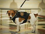 Mine-sniffing Jack Russell is recognised for his bravery by President Zelensky