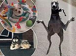 Hilarious gallery shows dogs in the MOST random situations