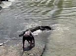 Yes, there are still REAL men in Australia: Insane moment fisho risks his life against a croc