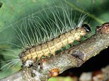 Warning over toxic caterpillars as experts warn touching them can cause nasty rash 