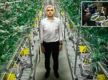 Why does Sadiq Khan want to legalise marijuana after catastrophe in America, asks TOM LEONARD