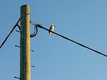 Russia CUTS electricity to Finland: