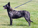 Guard dog trained to respond to commands in German savaged girl, 3, because new owner couldn’t speak
