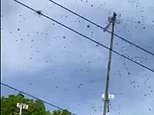 Watch massive swarm of WASPS that has invaded family’s garden