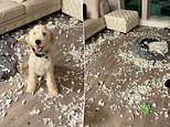 Arkansas woman shares Goldendoodle destroying his bed