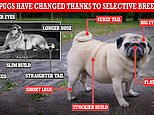 How man has changed his best friend: Experts reveal what dogs USED to look