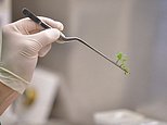 UK uses Brexit freedom to speed up the development of ‘gene-edited’ crops and livestock