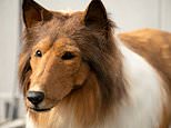 Japanese man spends £12,500 on ultra-realistic dog costume so he can live like an animal