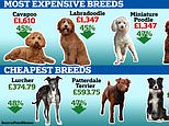 Lockdown puppy mania fades: Cost of buying dog FALLS 40 percent after hitting record high last year