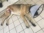 Cruel owner, 40, used a STAPLE GUN on a gaping wound on his dog’s leg