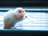 Pets like hamsters and guinea pigs could be CULLED to stop monkeypox spread under new guidance