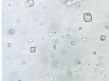 Geologists plan to crack open an 830-million-year-old crystal that might contain ancient life 
