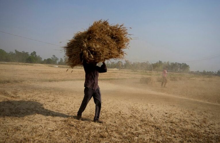India open to exporting wheat to needy nations despite ban