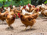 Chickens were WORSHIPPED rather than eaten in Iron Age Britain, study finds